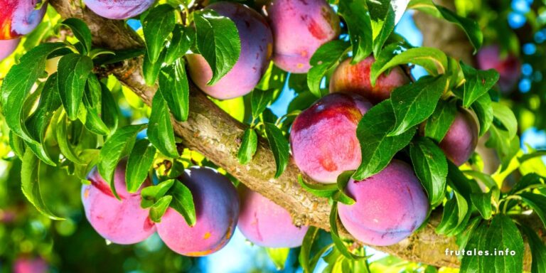 Foto de primer plano del árbol del ciruelo con frutos en referencia a: ¿Cuánto tarda un ciruelo en dar frutos?