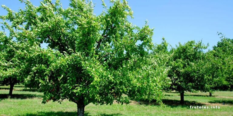 Foto de un campo de ciruelos en referencia a: ¿Cuánto tiempo tarda en crecer un árbol de ciruela?