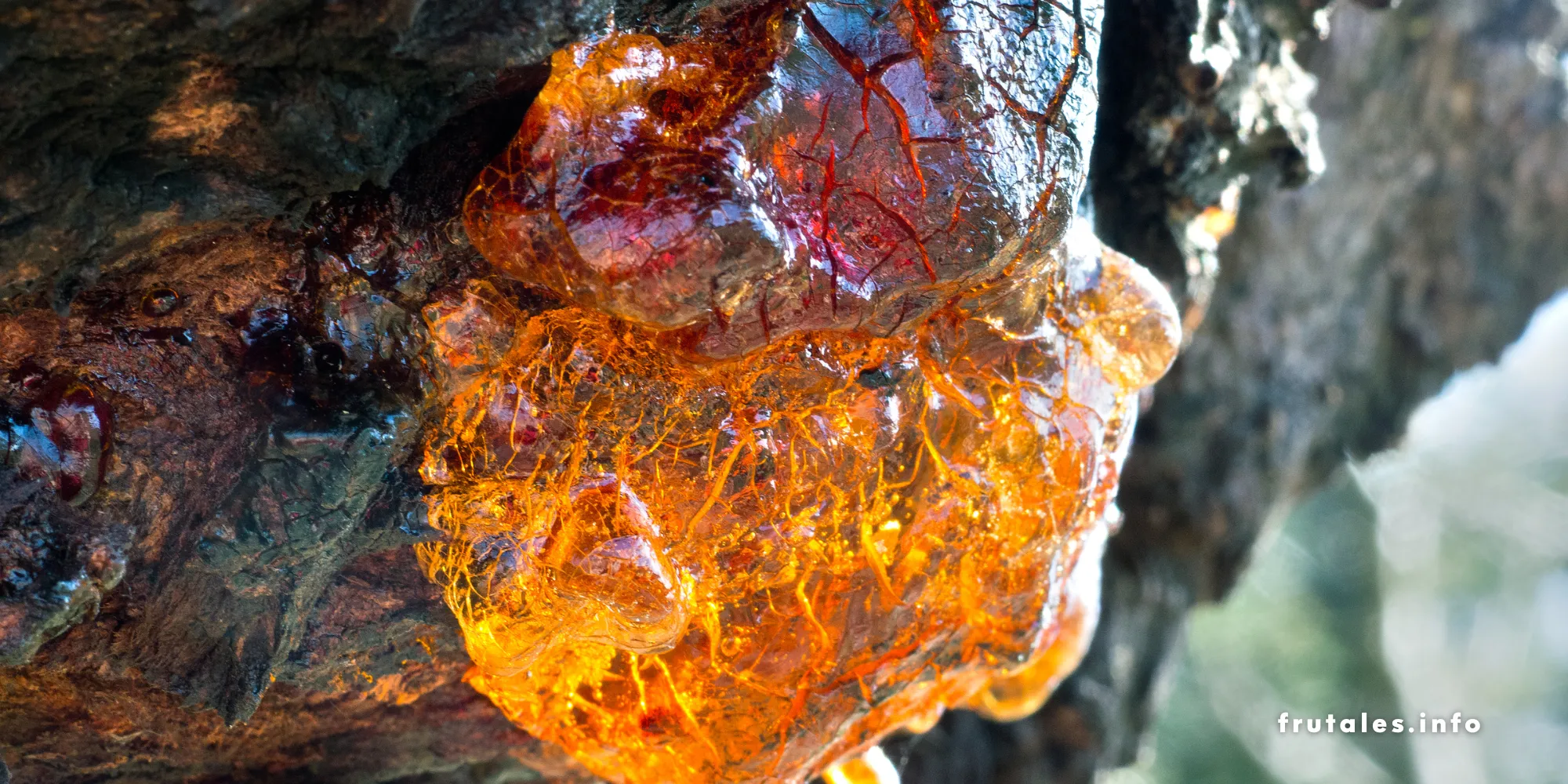 Foto en primer plano de un árbol gravemente afectado por gomosis.