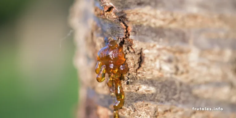 Foto del tronco de un árbol con gomosis.