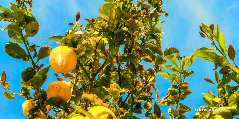 Foto de las ranas aktas de un limonero secándose.