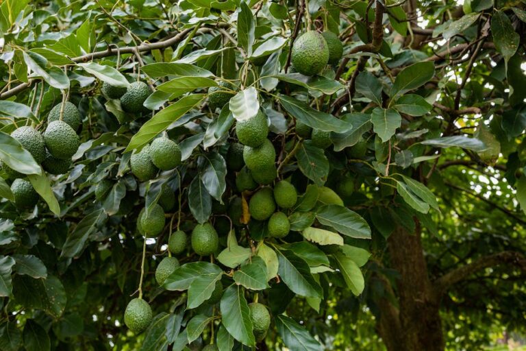 ¿Cuánto tiempo tarda en crecer un árbol de aguacate?