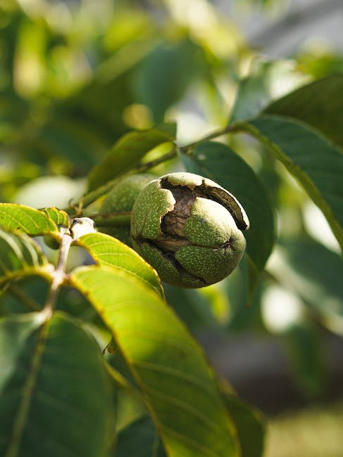 ¿Cuánto tarda en crecer un árbol de nogal?