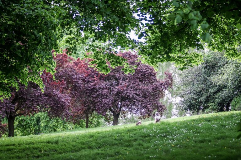¿Cómo se hace un árbol frutal enano?