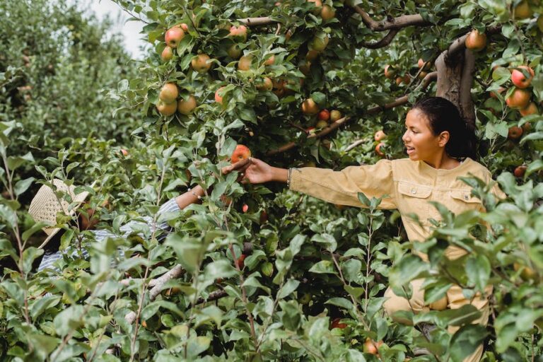 Foto de una mujer recogiendo frutos de un árbol frutal de hoja perenne.