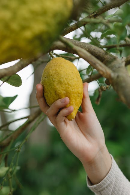 ¿Cuánto tarda un limonero en dar frutos? ¿Cómo saber si un limonero va a dar limones?