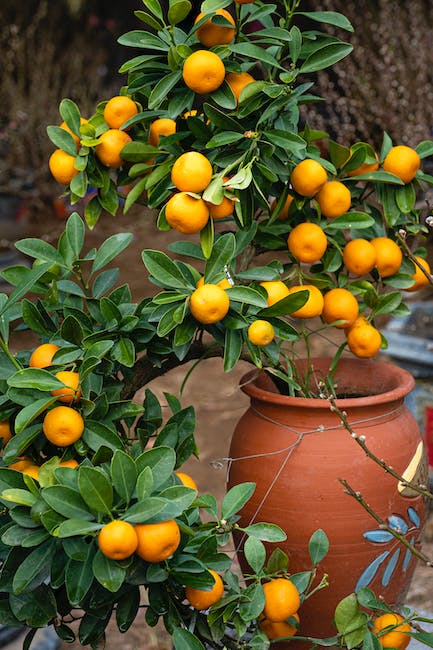 ¿Cómo se cuida un árbol de naranja?
