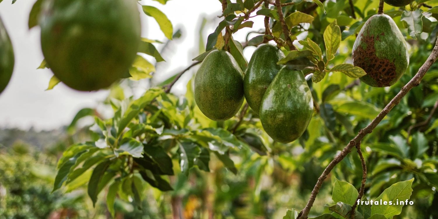 Foto de de los frutos del aguacate resistente al frío en su árbol, haciendo referencia a los aguacates de climas fríos.