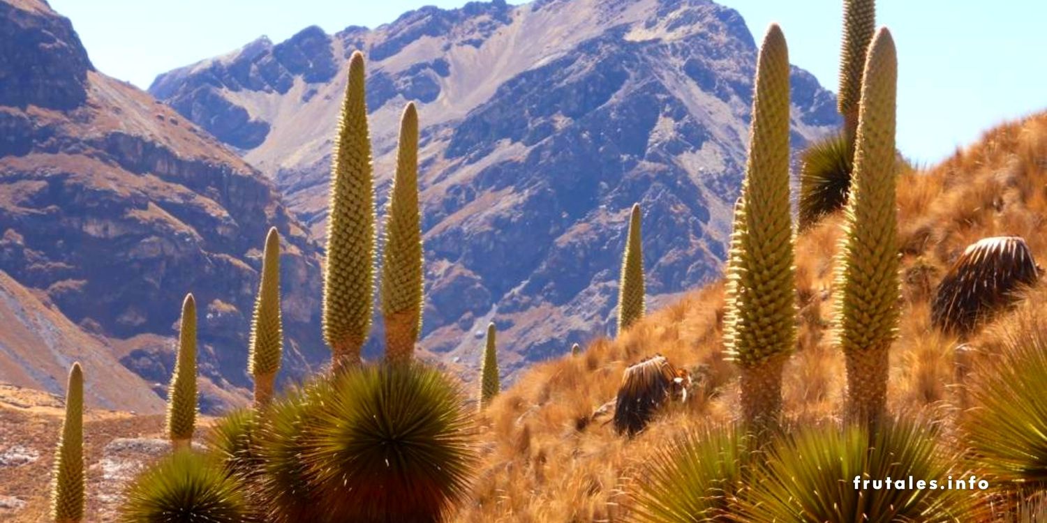 Árboles de Puya Raimondii o "Reina de los Andes" en referencia a la planta que tarda 100 años en dar frutos.