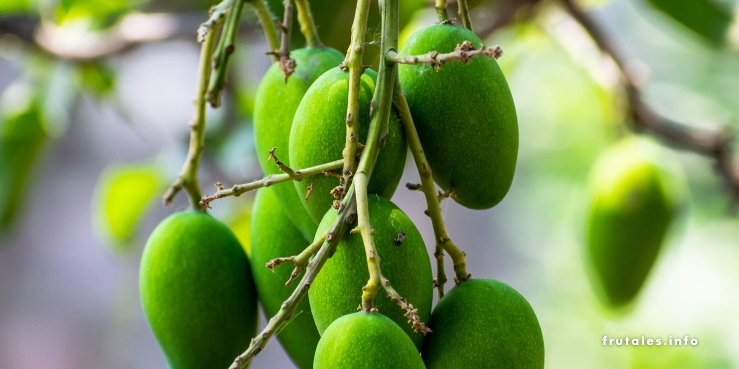 Foto de unos frutos del mango de color verde en su árbol.