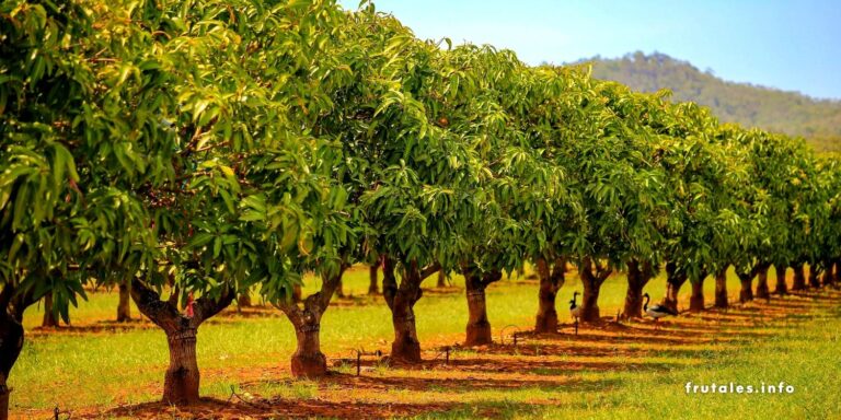 Foto de una hilera de árboles de mango en referencia a cuánto tiempo tarda en crecer un árbol de mango.