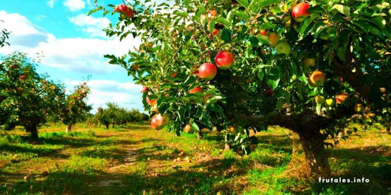 Foto de un campo de manzanos en referencia a: ¿Cuánto tarda en dar fruto un manzano?