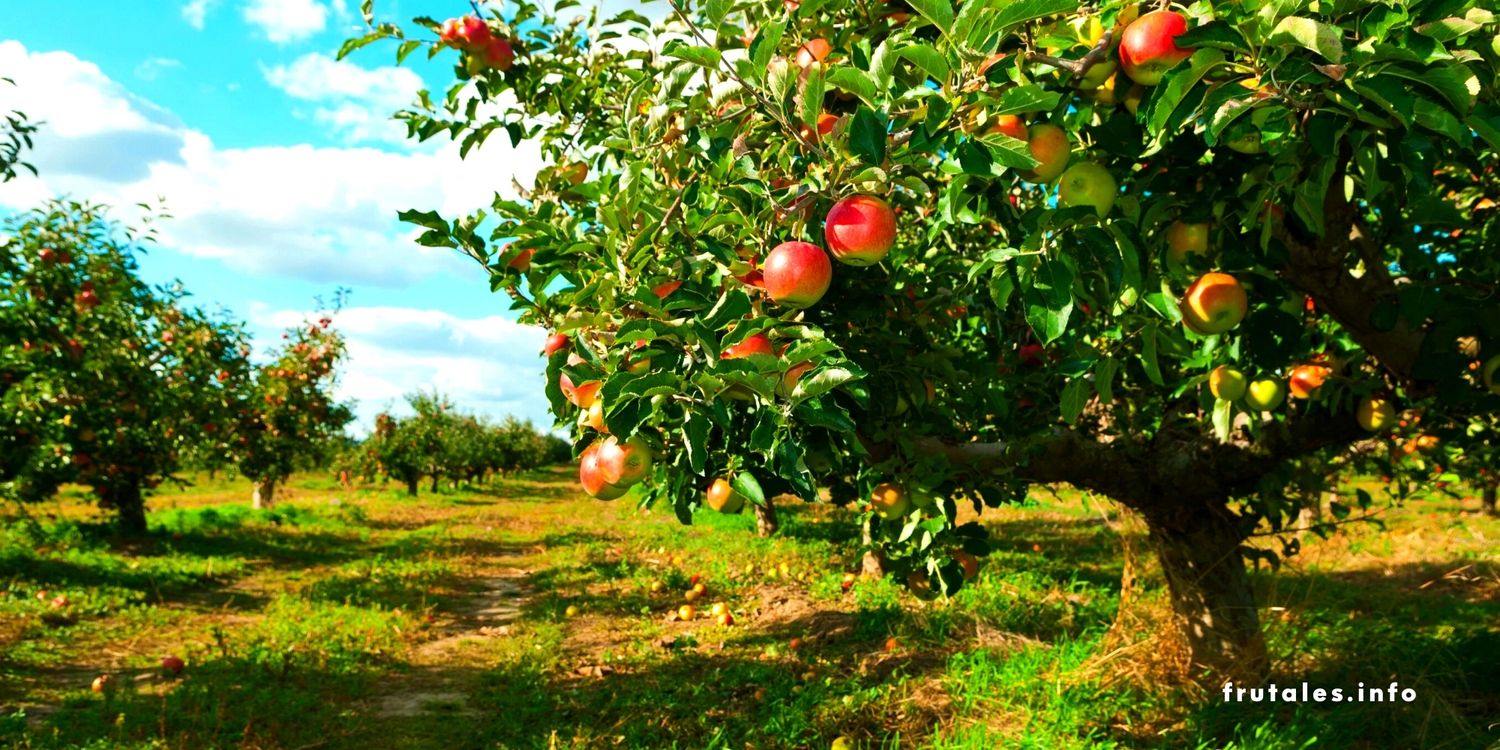 Foto de un campo de manzanos en referencia a: ¿Cuánto tarda en dar fruto un manzano?