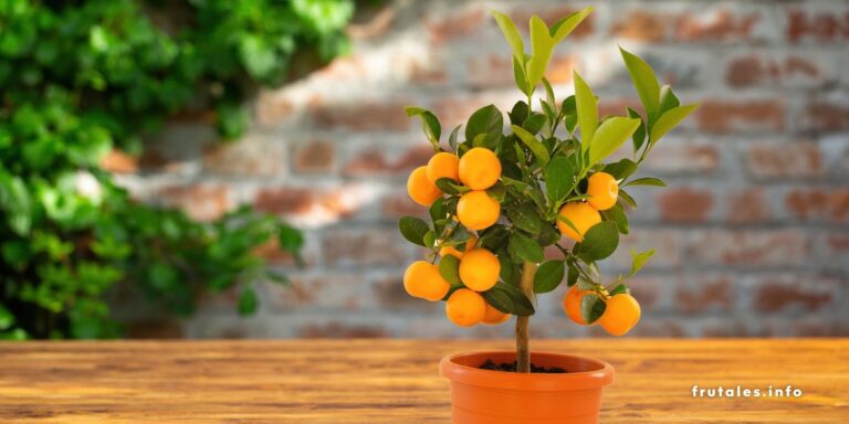 Foto de un naranjo con naranjas plantado en un tiesto, haciendo referencia a cuánto tarda en dar fruto un naranjo en maceta.