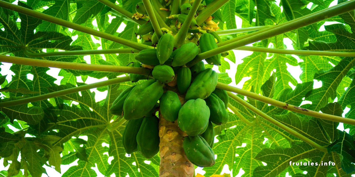 Foto de un árbol de papaya en referencia a cuánto tiempo da fruto la planta de papaya.