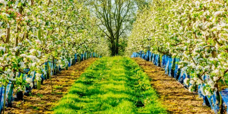 Foto de dos hileras de árboles frutales como referecnia de la distancia entre árboles frutales: ¿Qué espacio hay que dejar para plantar árboles?