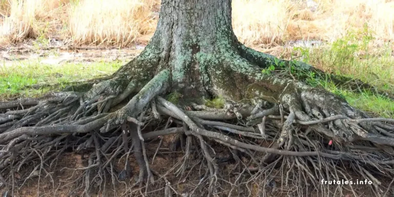 Foto de las raíces del mango para el alrtículo: Raíz del mango: ¿Cuánto miden? ¿Cuánto profundizan? Guía completa con las características de las raíces del mango.