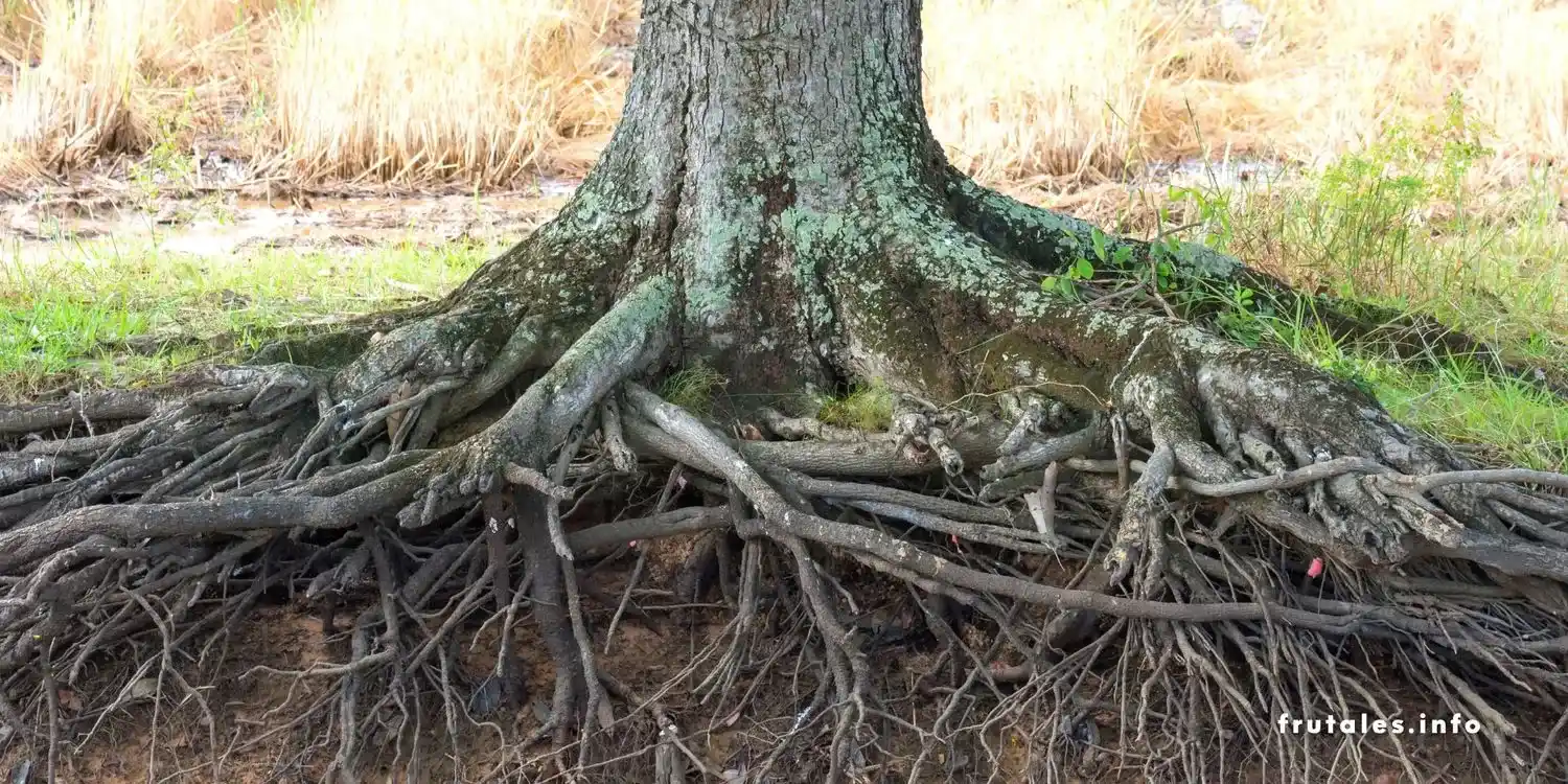 Foto de las raíces del mango para el alrtículo: Raíz del mango: ¿Cuánto miden? ¿Cuánto profundizan? Guía completa con las características de las raíces del mango.