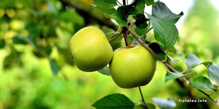 Foto en detalle de dos manzana verdes en el árbol en referencia a ¿Cuánto tiempo tarda un manzano en dar frutos? Diferencias entre manzano insertado o sembrado desde la semilla.