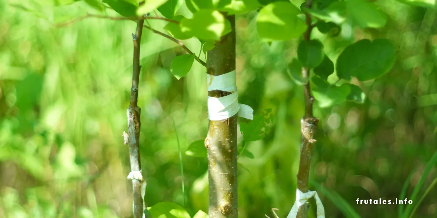 Foto en detalle de un injerto en referencia al injerto de árboles frutales: ¿Qué es y cómo hacer injertos de la forma correcta? Guía completa para injertar.