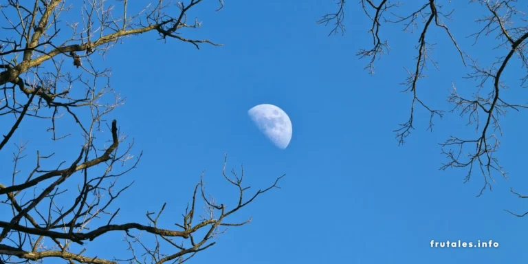 Foto de la Luna en un cielo azul y unas ramas en primer plano en referencia a la Luna para injertar: ¿Qué luna es buena para injertar frutales?