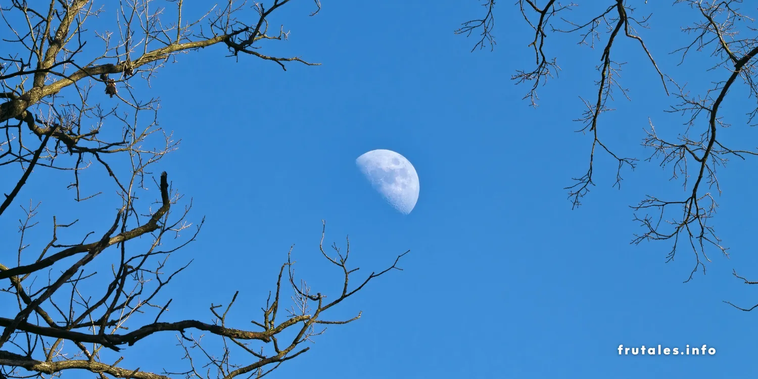 Foto de la Luna en un cielo azul y unas ramas en primer plano en referencia a la Luna para injertar: ¿Qué luna es buena para injertar frutales?