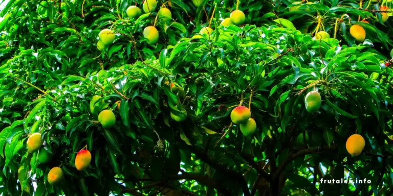 Foto de un árbol de mango con frutos en referencia a Mango macho vs mango hembra: ¿Cómo saber si un árbol de mango es macho o hembra?