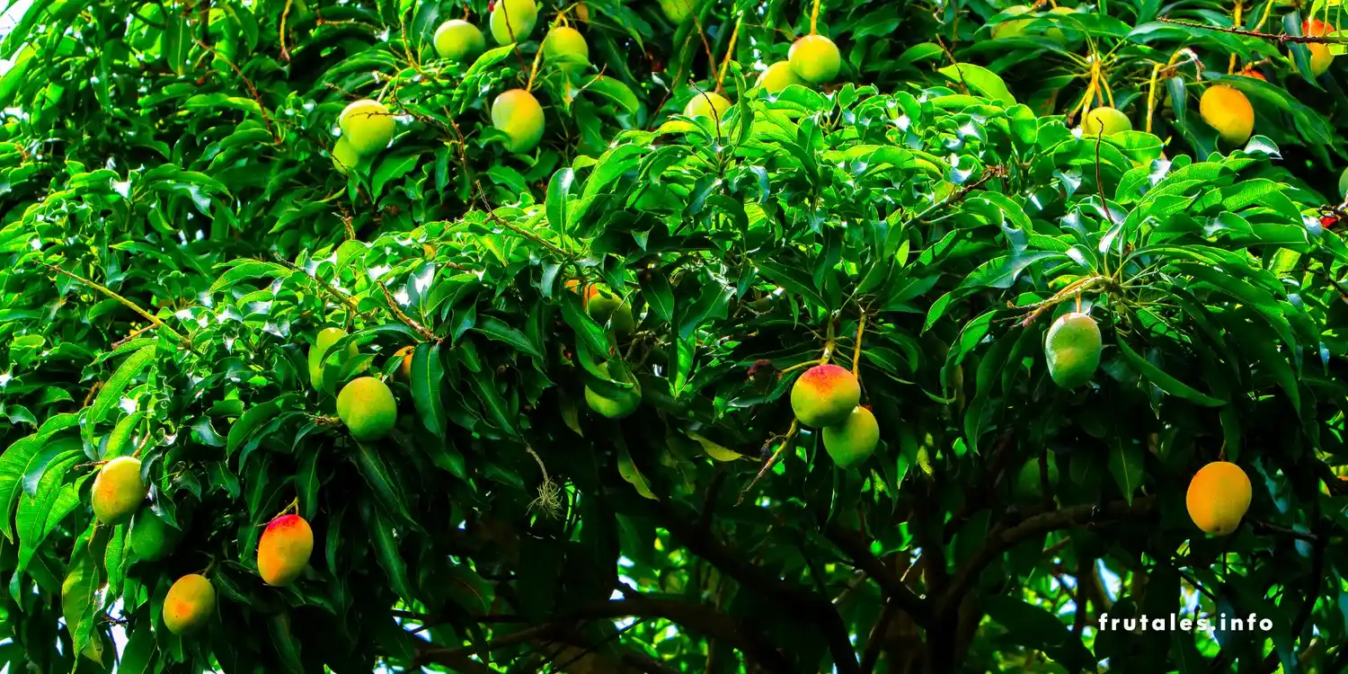 Foto de un árbol de mango con frutos en referencia a Mango macho vs mango hembra: ¿Cómo saber si un árbol de mango es macho o hembra?