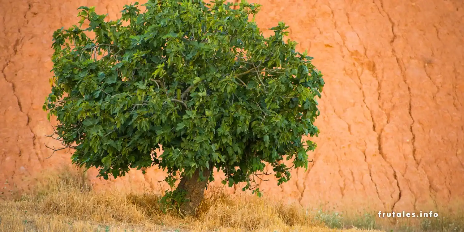 Foto de una higuera en una zona desértica en representación de los árboles frutales que no necesitan mucha agua,
