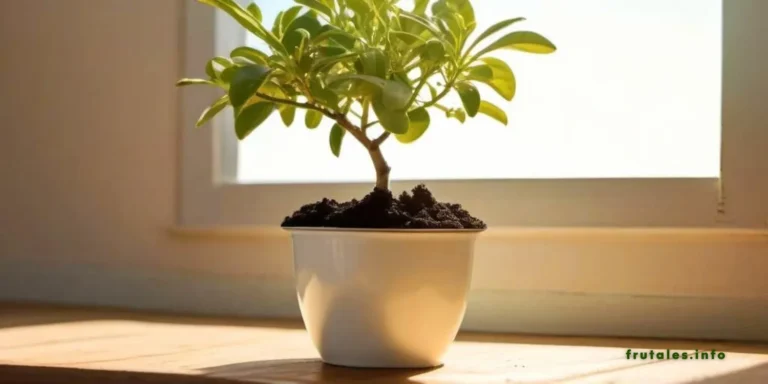 Foto de un pequeño árbol del limón sembrado en una maceta en referencia a la pregunta: ¿Cómo plantar un árbol de limón en maceta?