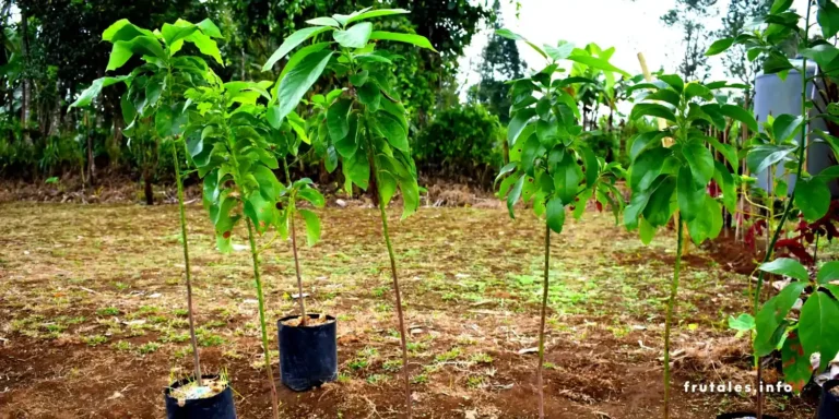 Árboles pequeños de aguacate en macetas a la espera de poder ser sembrados en tierra, en referencia a Plantar aguacate: ¿Cuándo se siembra el aguacate?