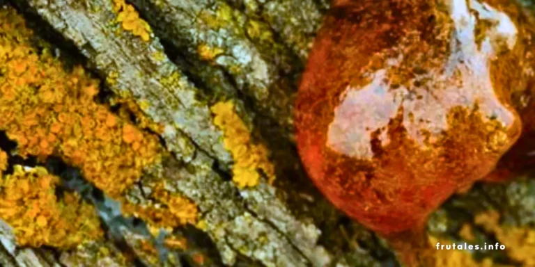 Resina en la corteza de un árbol cítrico afectado por gomosis.