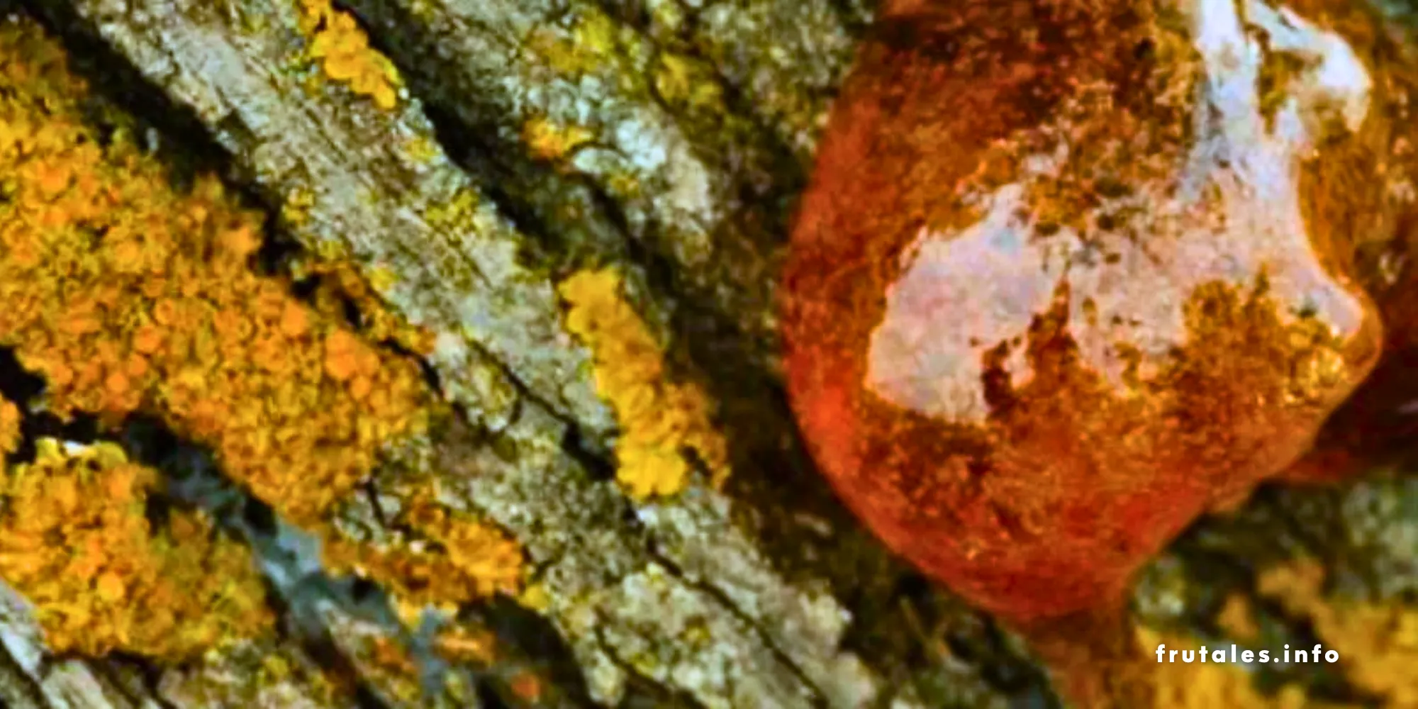 Resina en la corteza de un árbol cítrico afectado por gomosis.