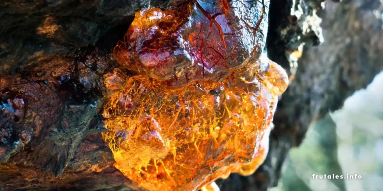 Resina en la corteza de un cerezo afectado por gomosis