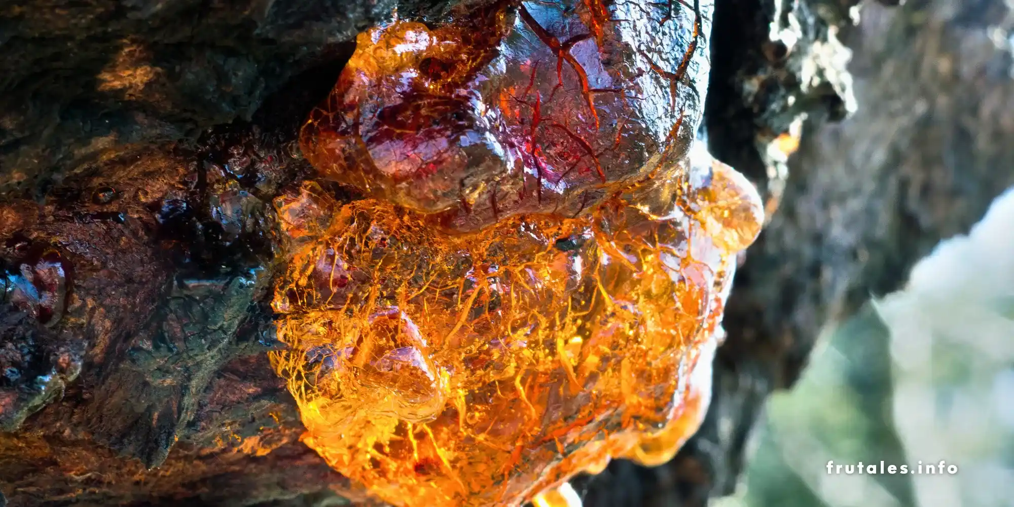 Resina en la corteza de un cerezo afectado por gomosis